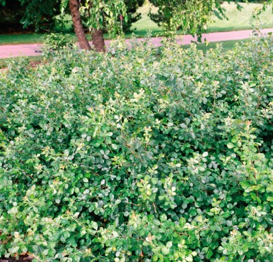 low sumac gro grow fragrant rhus aromatica thetreefarm views