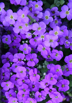 Rock Cress Audrey Purple (Aubretia hybrida)